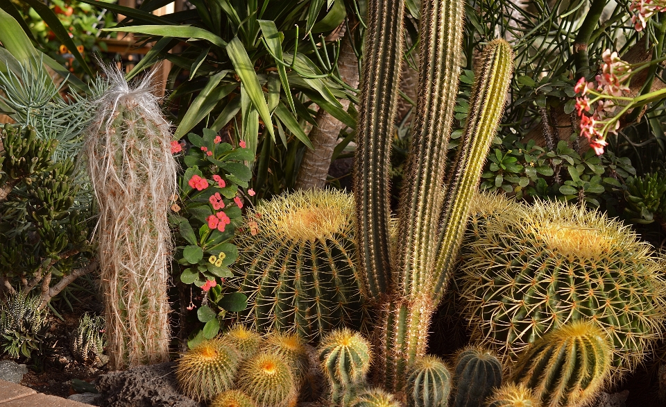 Nature cactus
 usine désert