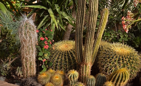 Foto Natureza cacto
 plantar deserto