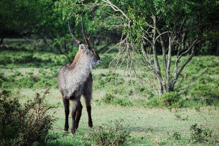 Nature forest grass animal Photo