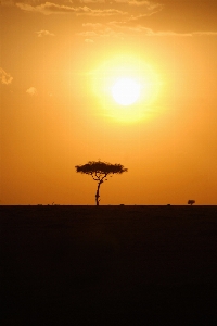 Tree horizon silhouette sky Photo