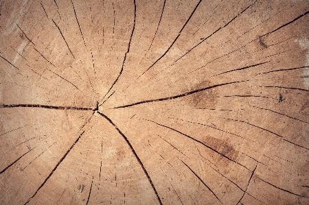 Tree nature branch abstract Photo