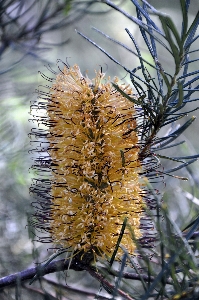 Foto árbol naturaleza césped rama