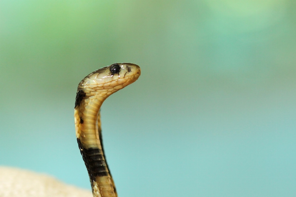 Zwierzę dzikiej przyrody gad fauna