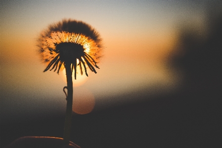 Nature silhouette blossom light Photo