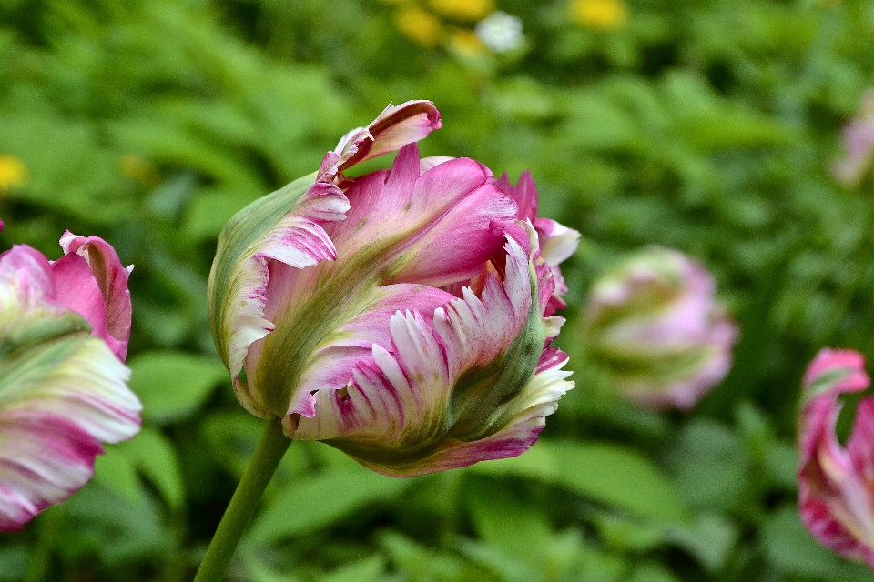 植物 分野 花 花弁