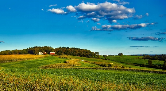 Landscape nature forest grass Photo