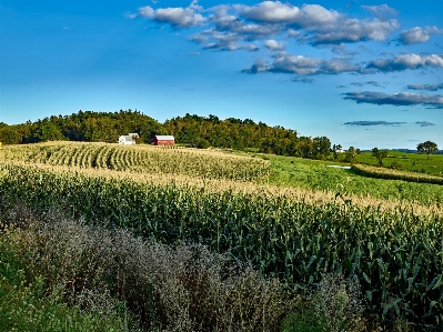 Landscape nature forest grass Photo