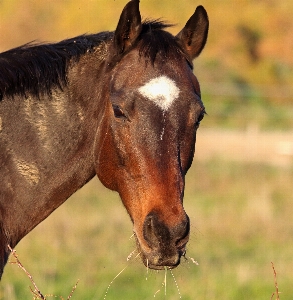 Field farm prairie animal Photo