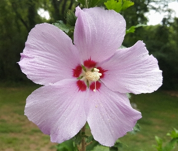 Nature blossom plant flower Photo