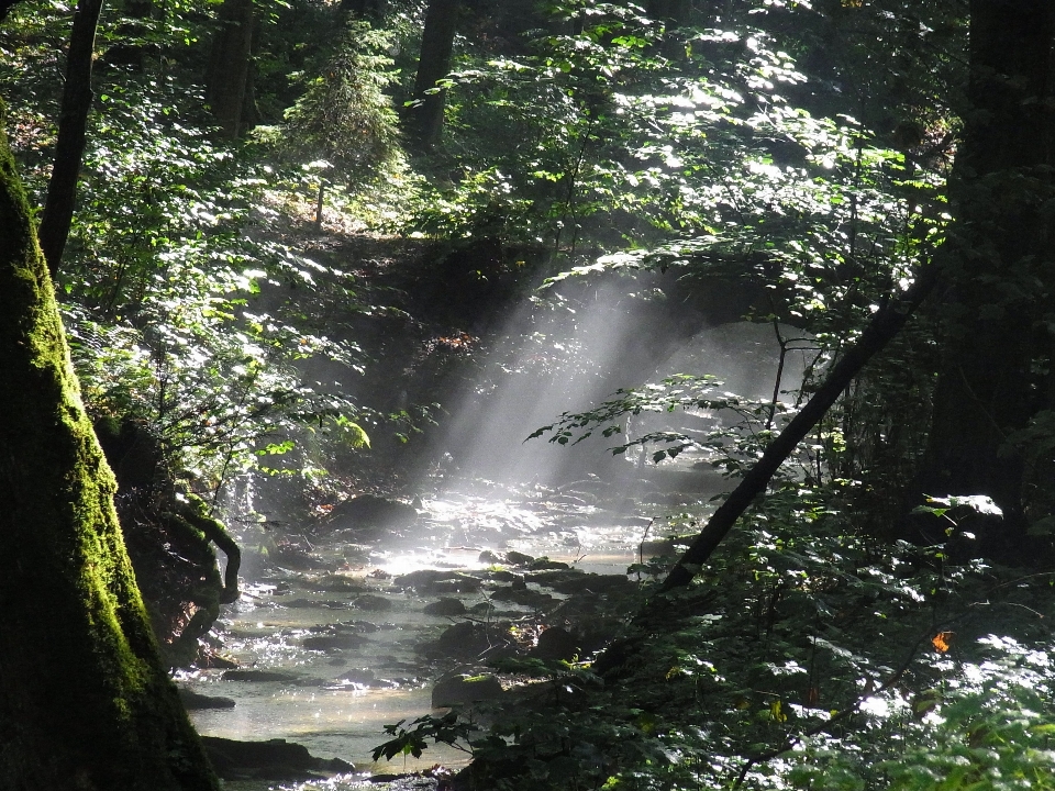 Pohon air alam hutan