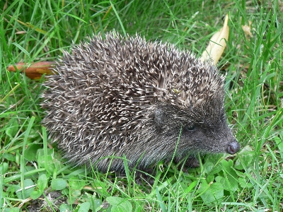 Grass animal wildlife mammal Photo