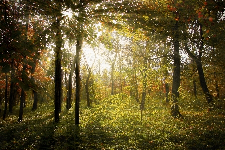 Landscape tree nature forest Photo