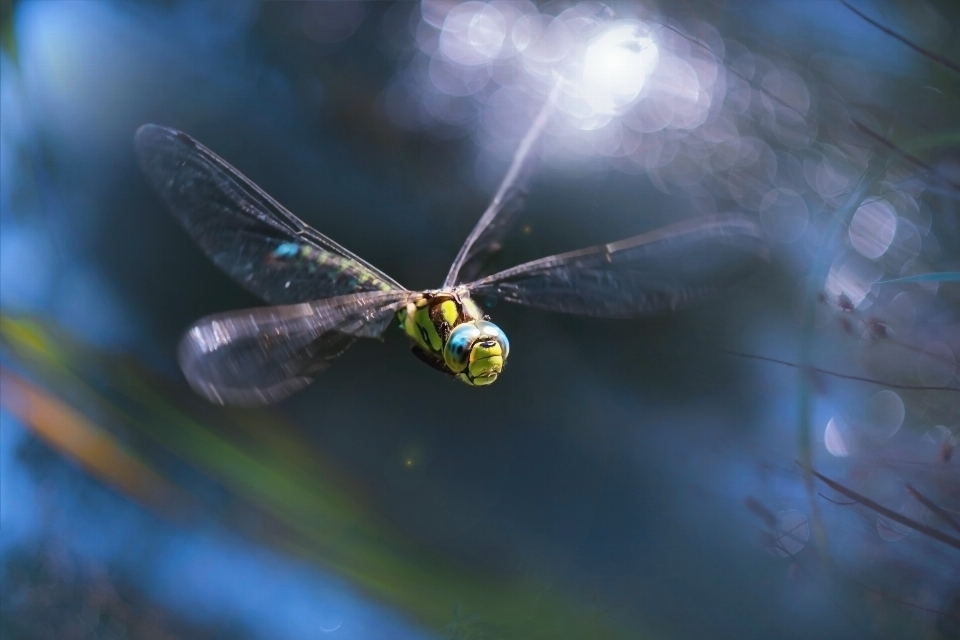 Nature wetlands wing bokeh