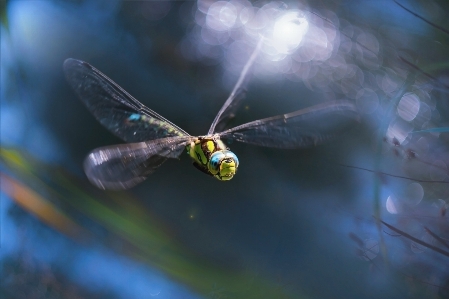 Nature wetlands wing bokeh Photo