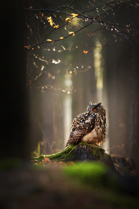 Baum natur wald zweig