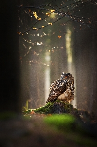 Foto Pohon alam hutan cabang