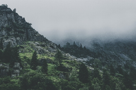 Zdjęcie Krajobraz natura las trawa