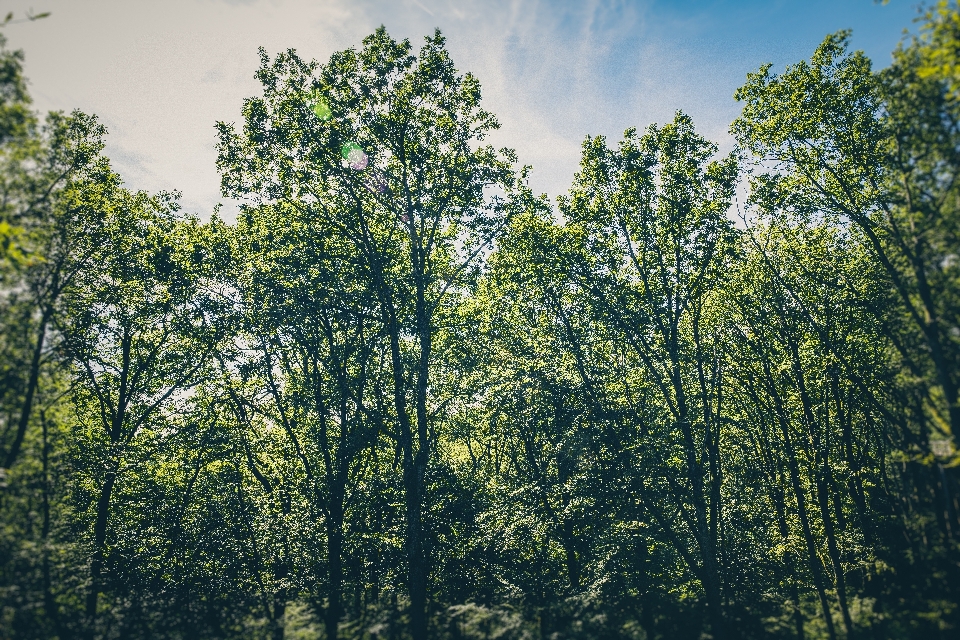 Landscape tree nature forest