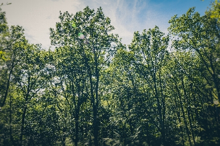 Landscape tree nature forest Photo