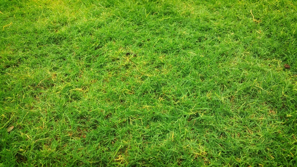 Grass plant field lawn