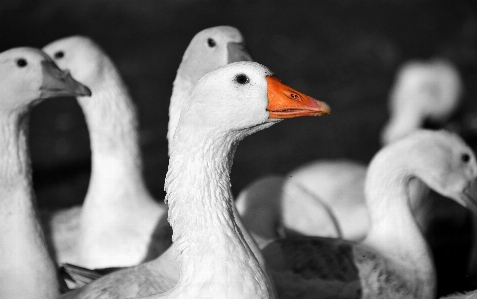 Photo Oiseau aile noir et blanc
 blanc