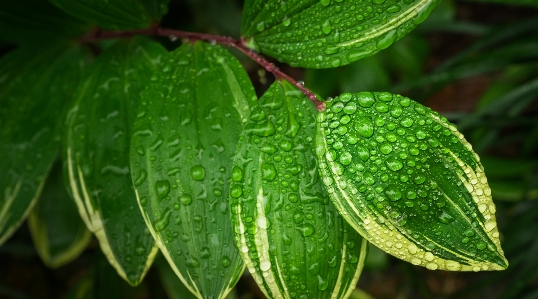 Nature dew abstract plant Photo