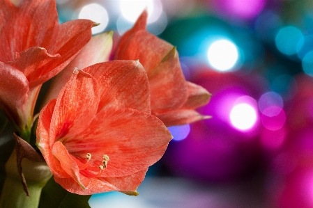 Blossom bokeh plant photography Photo