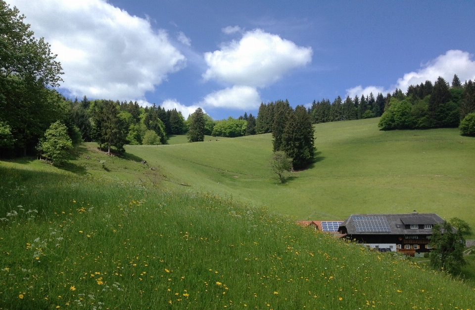 Krajobraz drzewo natura trawa