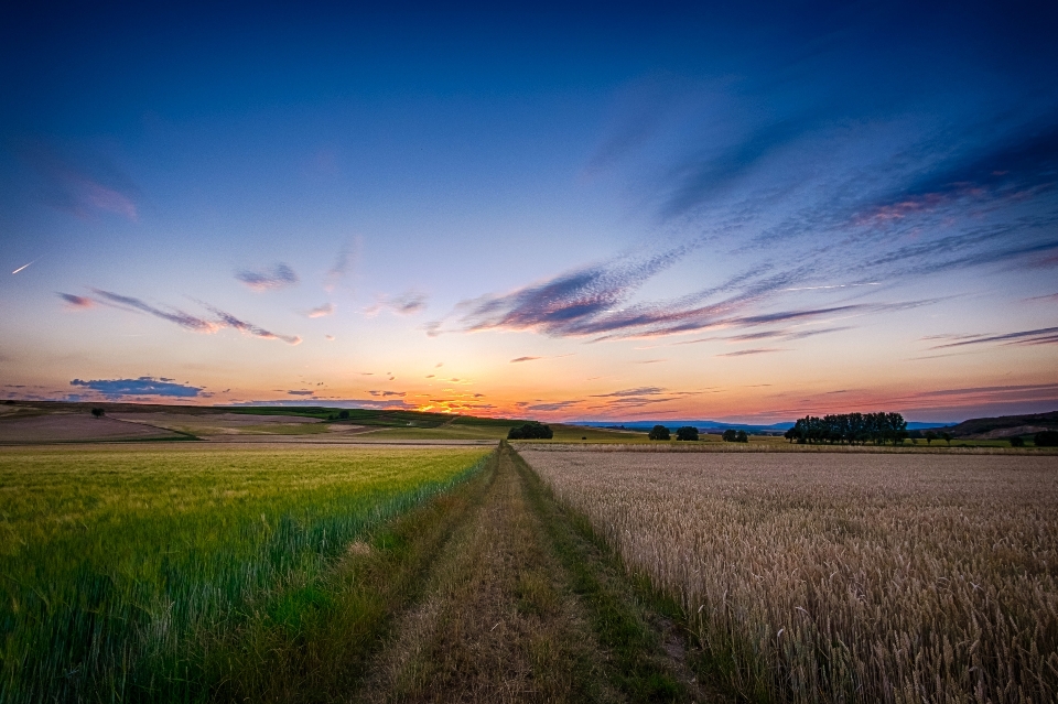 Landschaft natur gras horizont