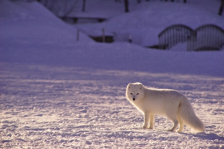 Nature snow cold winter Photo