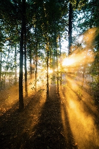 Landscape tree nature forest Photo