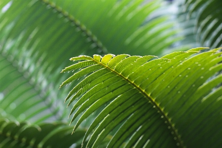 Tree nature forest branch Photo