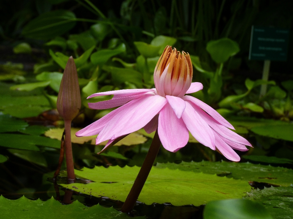 水 自然 开花 植物