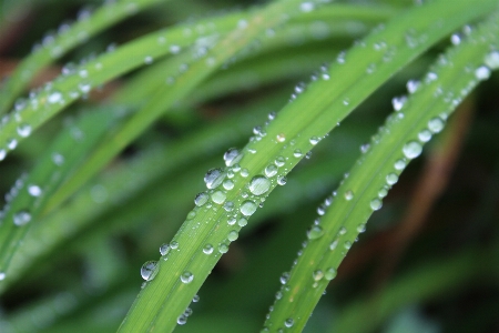 水 自然 草 落とす 写真