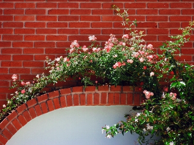 植物 花 壁 花束 写真