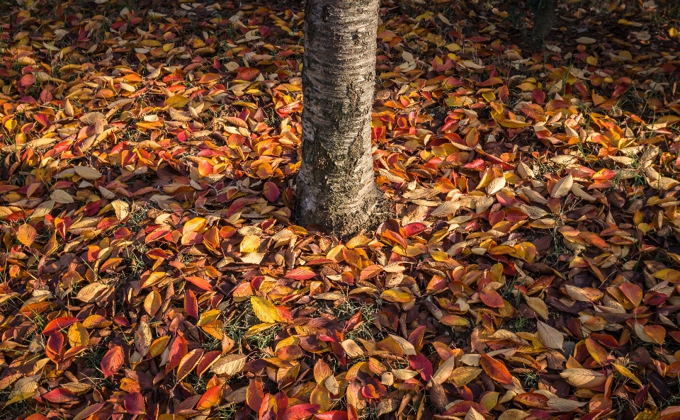 árbol naturaleza rama planta