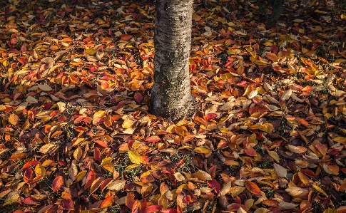 Ağaç doğa dal bitki Fotoğraf