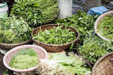 Plant lawn leaf food Photo