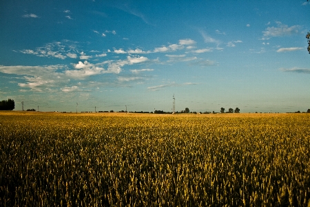 Landscape grass horizon cloud Photo