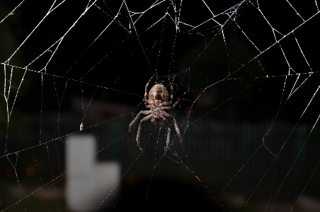 Foto Ala en blanco y negro
 insecto oscuridad
