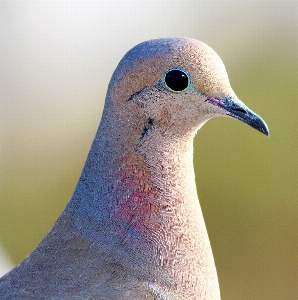 Bird animal seabird wildlife Photo