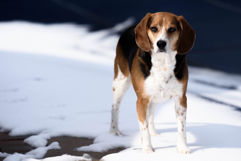 雪 冬 子犬 犬