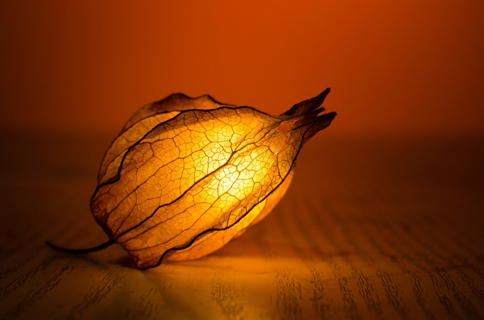 Tree nature branch light