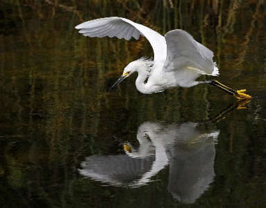 Water nature bird wing Photo