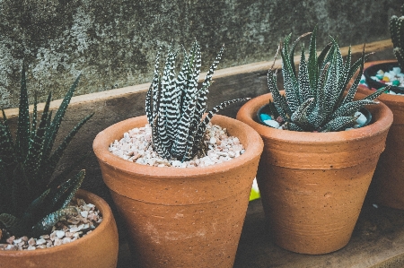 Photo Nature cactus
 usine fleur