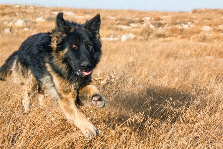 自然 遊ぶ 走る 犬 写真