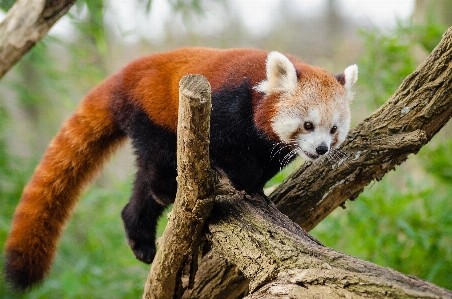 Foto Albero natura legna animale