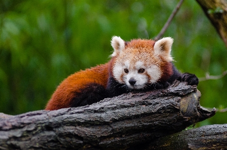 木 動物 かわいい 野生動物 写真