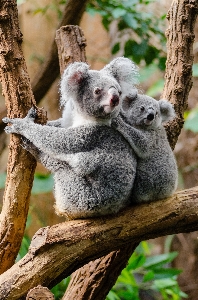 Foto árvore filial bonitinho animais selvagens