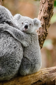 Branch animal cute wildlife Photo